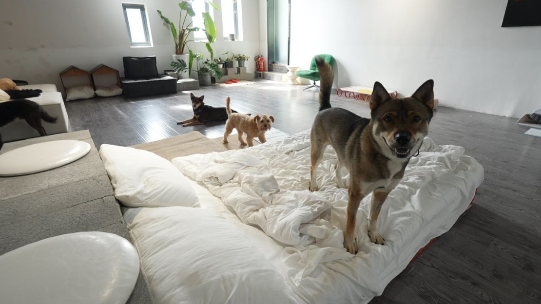 Dogs at Space, a dog care center in Beijing.